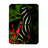 Magnet Flexible Zebra Long Wing sur fleurs (Vertical)