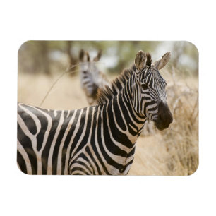 Magnet Flexible Zèbre dans le parc national de Meru, Kenya.