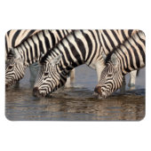 Magnet Flexible Zèbres boire (Horizontal)
