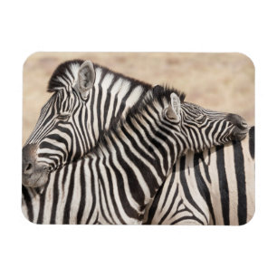 Magnet Flexible Zèbres de Burchell faisant du jeu de combat