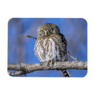 Magnet Flexible Zimbabwe. Gros plan sur un hibou tacheté perlé