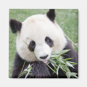 Magnet Foto reus panda, dieren 0409. Magneet