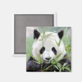 Magnet Foto reus panda, dieren 0410. Magneet (Voorkant / Achterkant)