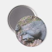 Magnet "Gator Hugs" Magneet (Voorkant / Achterkant)