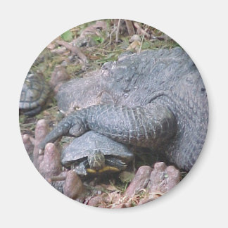 Magnet "Gator Hugs" Magneet