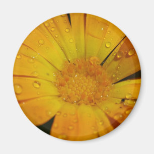 Magnet - Gele bloem met waterdruppels Magneet