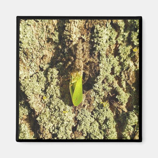 Magnet - Gevlekte kever Magneet (Voorkant)