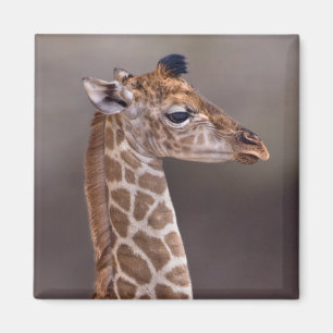 Magnet Girafeau Bébé