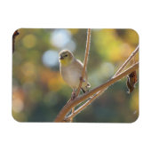 Magnet Goldfinch féminin (Horizontal)