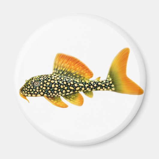 Magnet Goldy Sunshine Pleco (Devant)