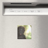 Magnet Gorilla bébé (In Situ (Lave-vaisselle))