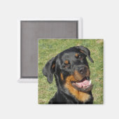Magnet Heidi Cute Rottweiler (Recto/Verso)