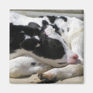Magnet, Heifer, Baby-koeienfotografie Magneet