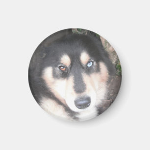 Magnet Husky One Blue Eye One Brown Oeil