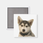 Magnet Husky Sibérien (Recto/Verso)