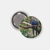 Magnet Hyacinth Macaw (Recto/Verso)