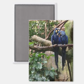 Magnet Hyacinth Macaw (Recto/Verso)