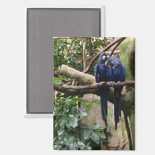 Magnet Hyacinth Macaw (Recto/Verso)