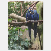 Magnet Hyacinth Macaw (Recto)