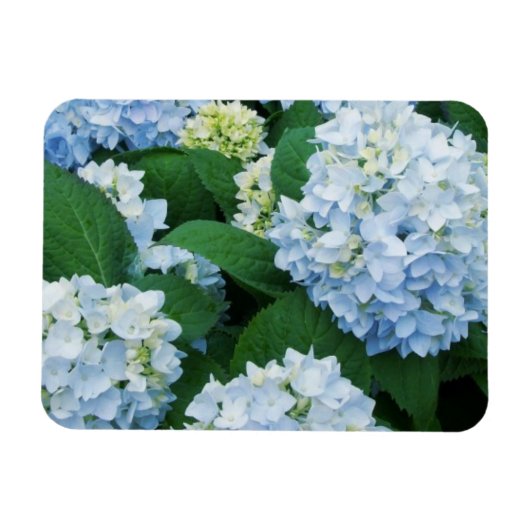 Magnet Hydrangea Magneet (Horizontaal)