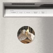 Magnet Inséparable (In Situ (Lave-vaisselle))