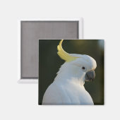 Magnet Kakadu (Recto/Verso)