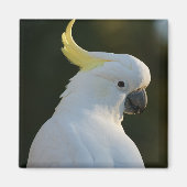 Magnet Kakadu (Devant)