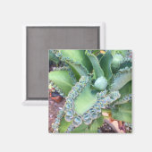 Magnet Kalanchoe (Recto/Verso)