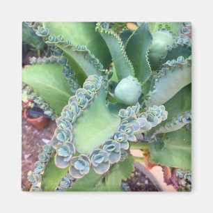 Magnet Kalanchoe