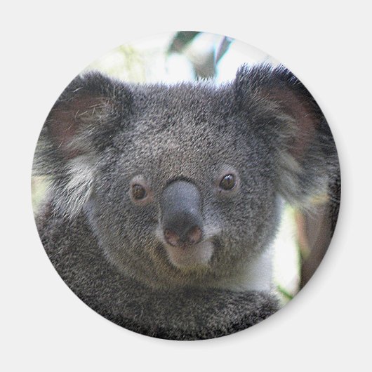 Magnet Koala Australie Photo ZIZAGO (Devant)