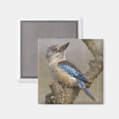 Magnet Kookaburra (Recto/Verso)