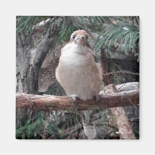 Magnet Kookaburra