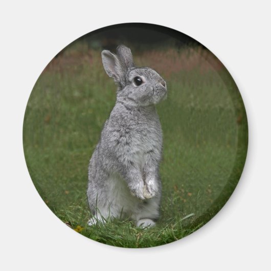 Magnet Lapin Bébé Mignon (Devant)