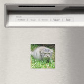 Magnet - Le chat de Pallas (In Situ (Lave-vaisselle))