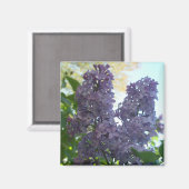 Magnet Lilac 8 violet (Recto/Verso)