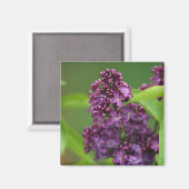 Magnet Lilac pourpre (Recto/Verso)
