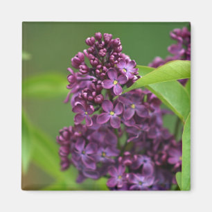 Magnet Lilac pourpre