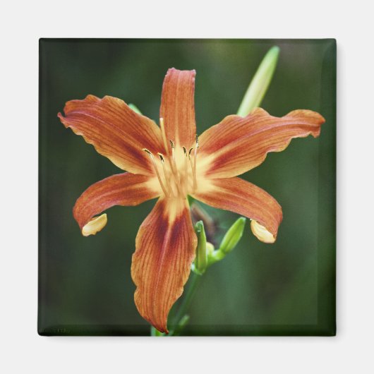 Magnet Lily P6588 (Devant)
