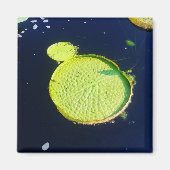 Magnet - Lily Pad (Chicago) (Devant)