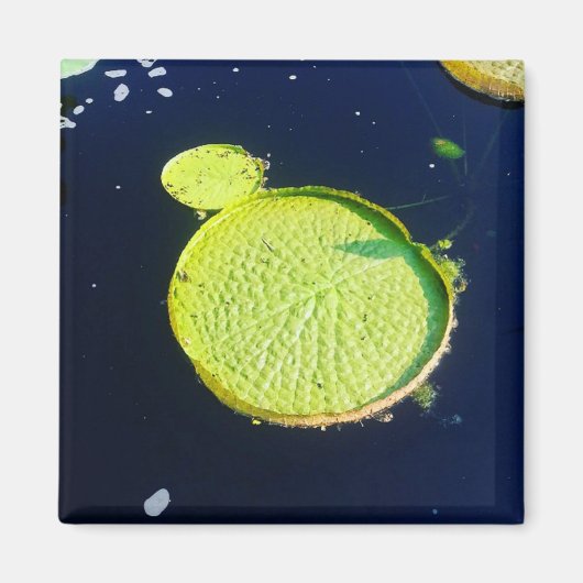 Magnet - Lily Pad (Chicago) Magneet (Voorkant)