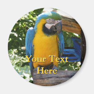 Magnet Macaw