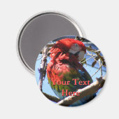 Magnet Macaw (Recto/Verso)