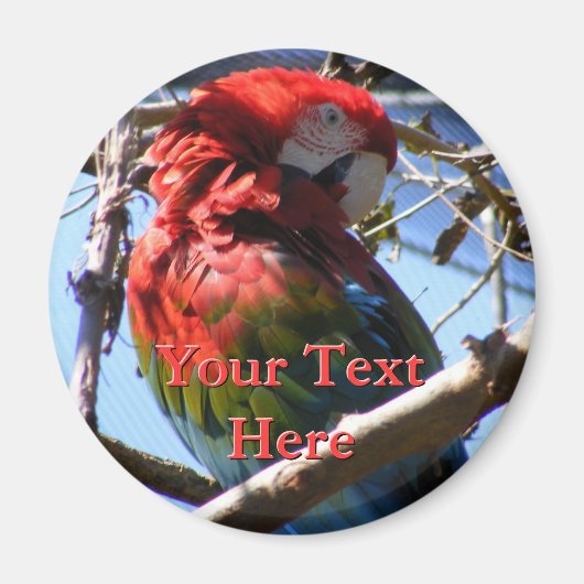 Magnet Macaw (Devant)