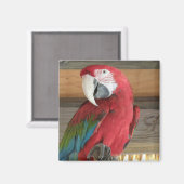 Magnet Macaw (Recto/Verso)