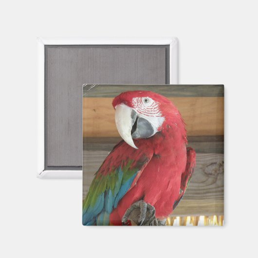 Magnet Macaw (Recto/Verso)