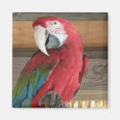 Magnet Macaw (Devant)
