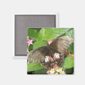 Magnet Macro à papillon à épaisse écarlate (Recto/Verso)