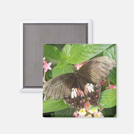 Magnet Macro à papillon à épaisse écarlate (Recto/Verso)