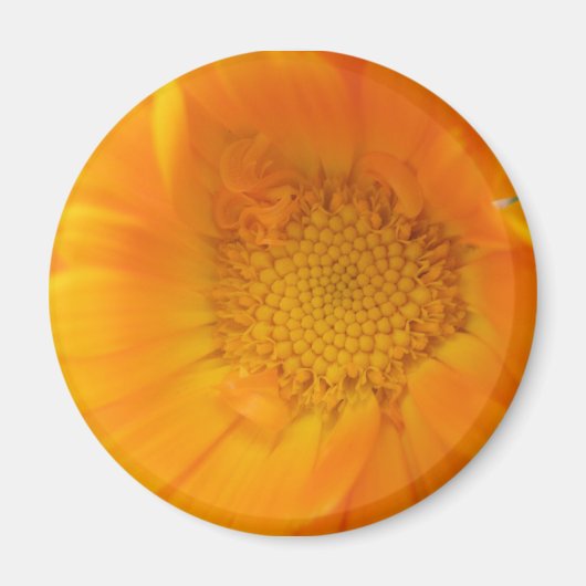 Magnet Macro orange Marigold (Devant)
