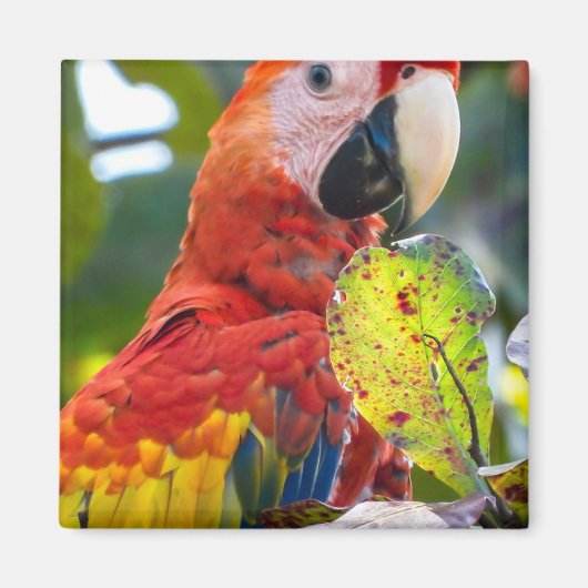 Magnet Magneet (Voorkant)